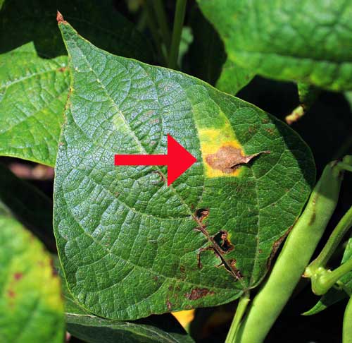 Signs And Symptoms Of Plant Disease Is It Fungal Viral Or Bacterial   12 19Bacterial Leaf BlightJIM 